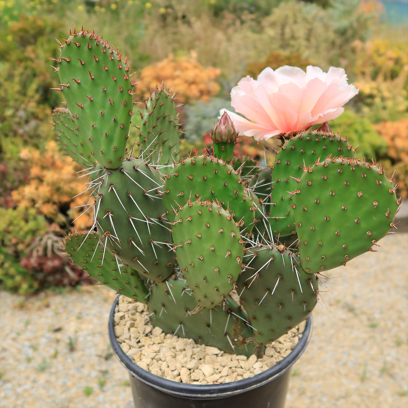 Shop ‘Cold Hardy Cactus – Opuntia Pina Colada’ Care and Growing Guide ...