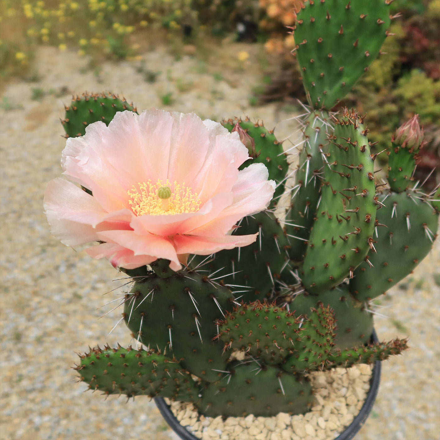 Shop ‘Cold Hardy Cactus – Opuntia Pina Colada’ Care and Growing Guide ...