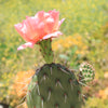 Cold Hardy Cactus ‘Opuntia Pina Colada’