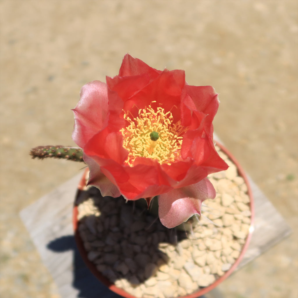 Cold Hardy Cactus ‘Opuntia Piña Colada’