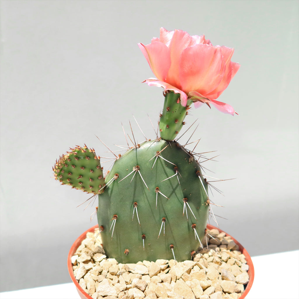 Cold Hardy Cactus ‘Opuntia Piña Colada’