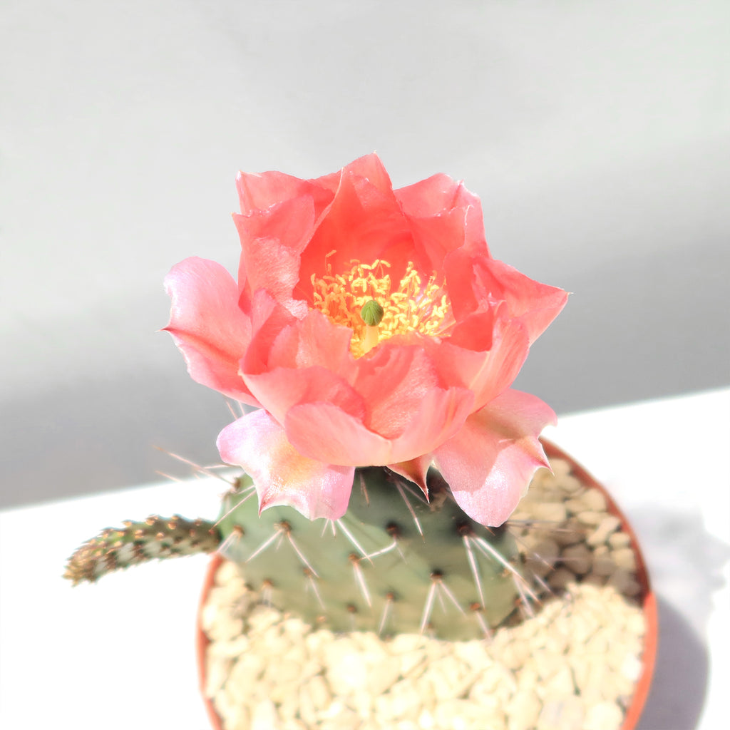 Cold Hardy Cactus ‘Opuntia Piña Colada’