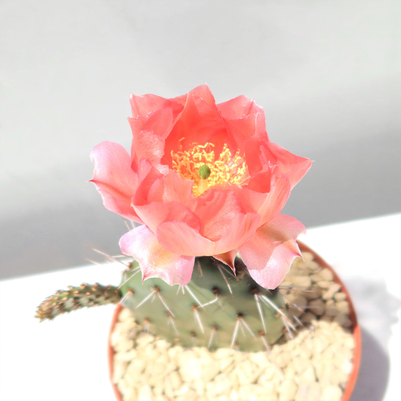 Shop ‘Cold Hardy Cactus – Opuntia Pina Colada’ Care and Growing Guide ...