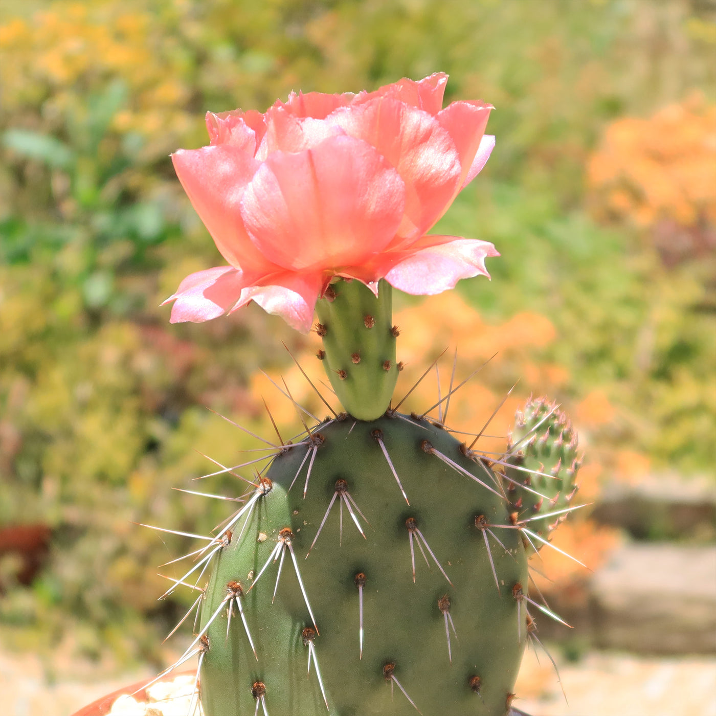 Shop ‘Cold Hardy Cactus – Opuntia Pina Colada’ Care and Growing Guide ...