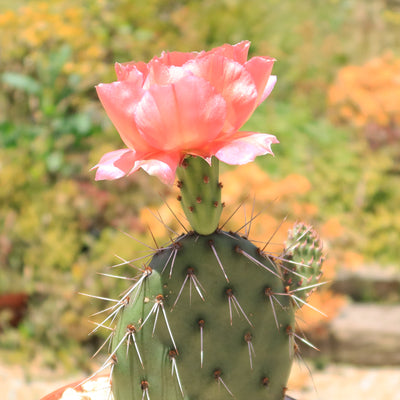 Cold Hardy Cactus ‘Opuntia Pina Colada’