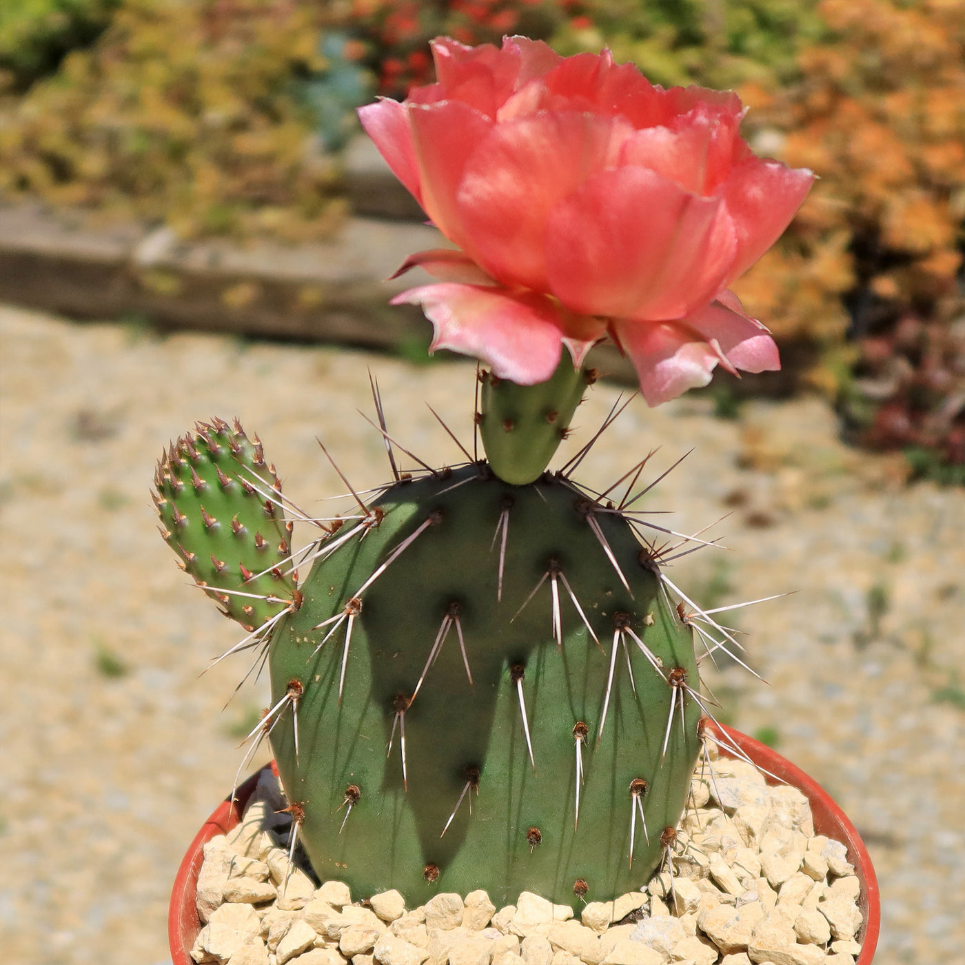 Cold Hardy Cactus ‘Opuntia Pina Colada’