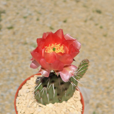 Cold Hardy Cactus ‘Opuntia Pina Colada’