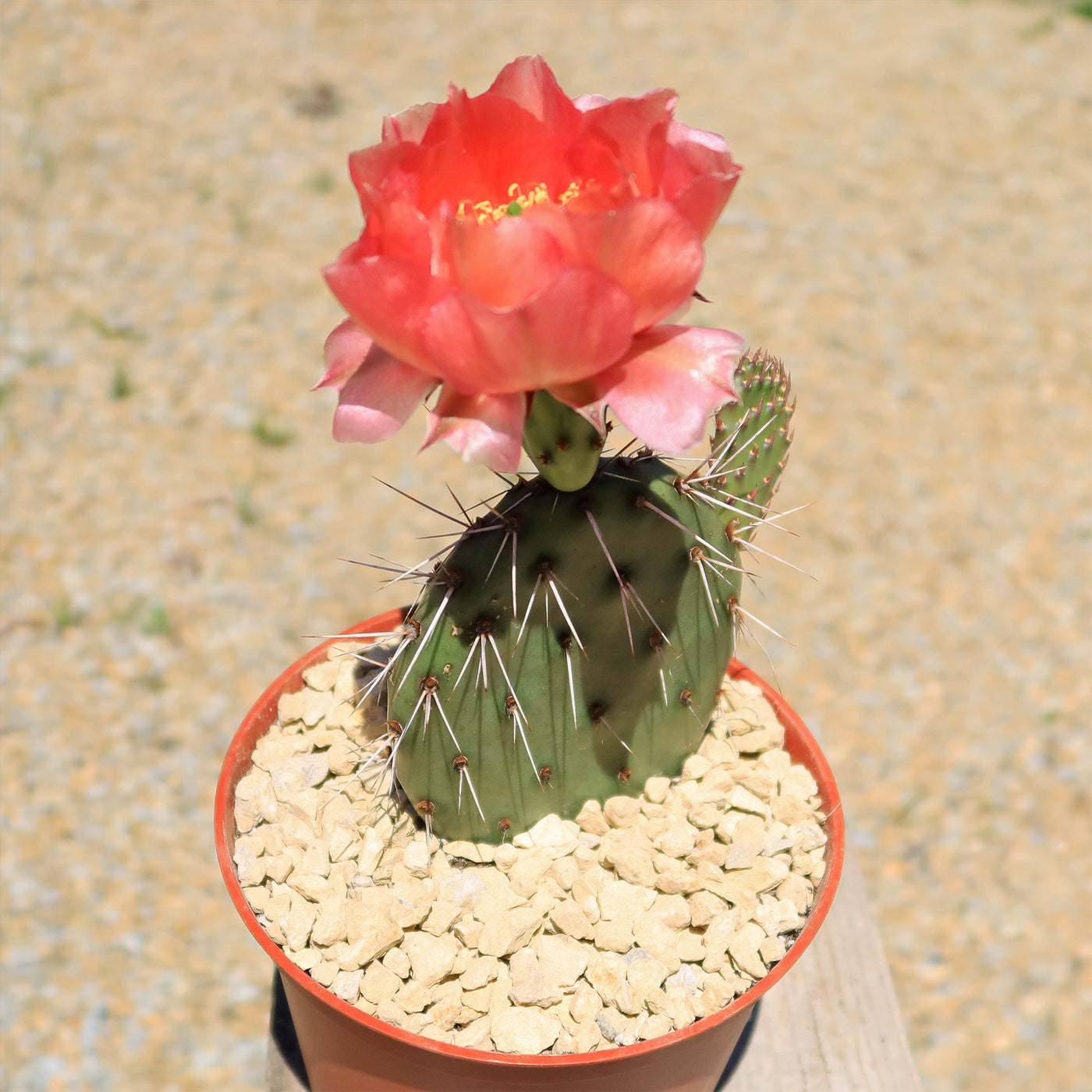 Cold Hardy Cactus ‘Opuntia Pina Colada’