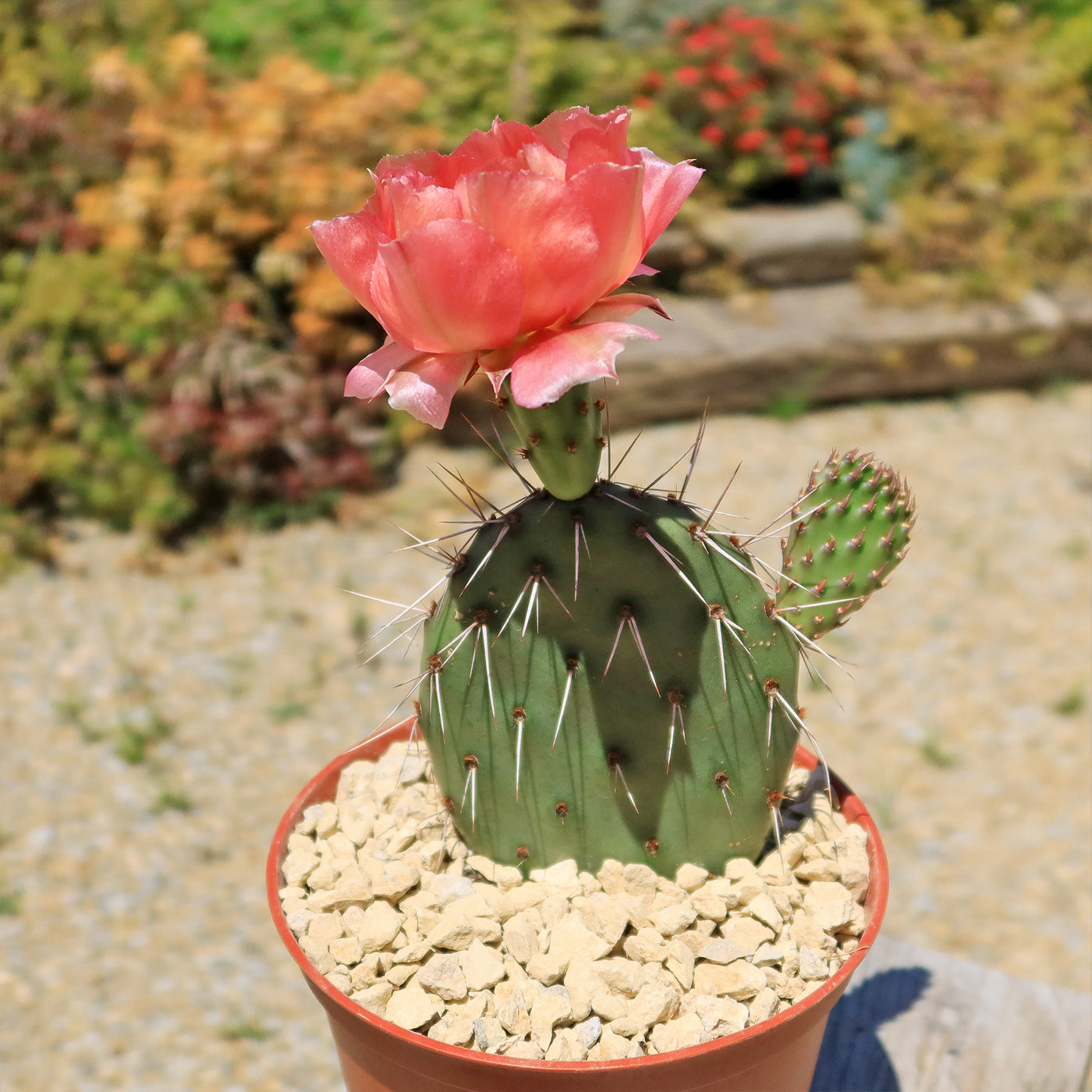 Shop ‘Cold Hardy Cactus – Opuntia Pina Colada’ Care and Growing Guide ...
