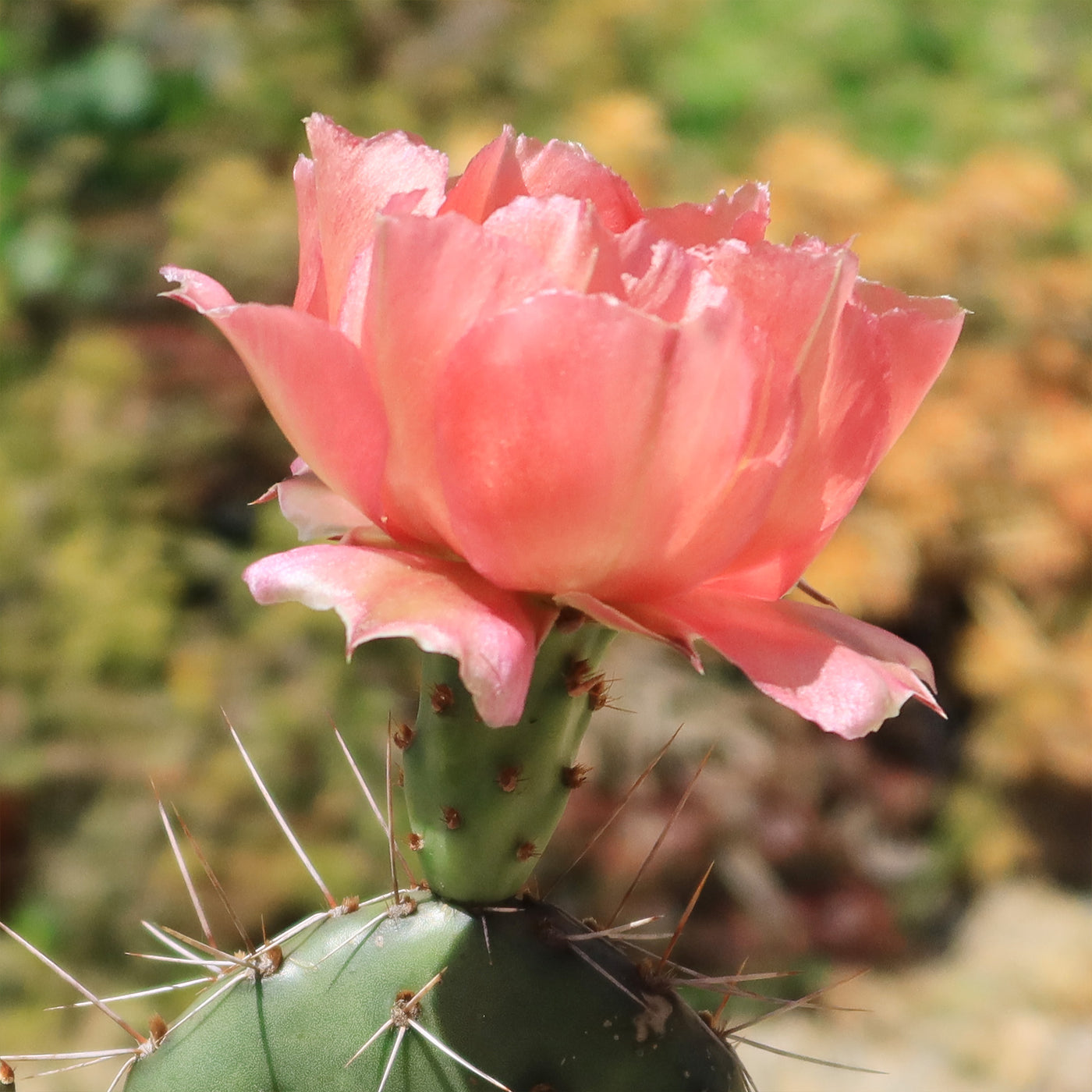 Shop ‘Cold Hardy Cactus – Opuntia Pina Colada’ Care and Growing Guide ...