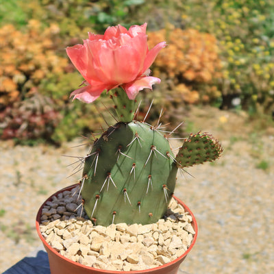 Cold Hardy Cactus ‘Opuntia Pina Colada’