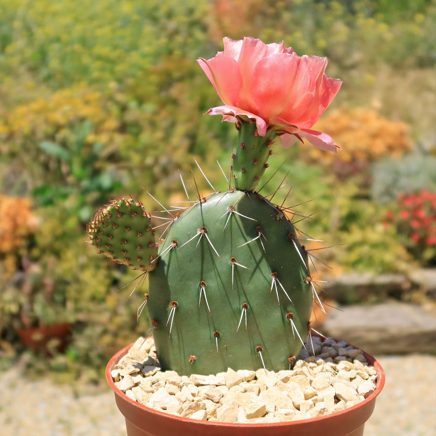 Shop ‘Cold Hardy Cactus – Opuntia Pina Colada’ Care and Growing Guide ...