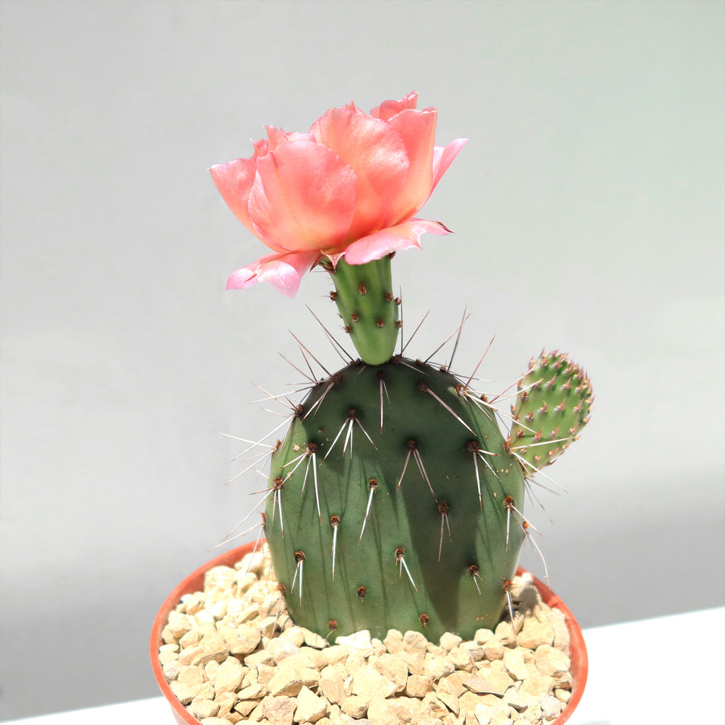 Cold Hardy Cactus ‘Opuntia Piña Colada’