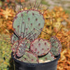 Opuntia &