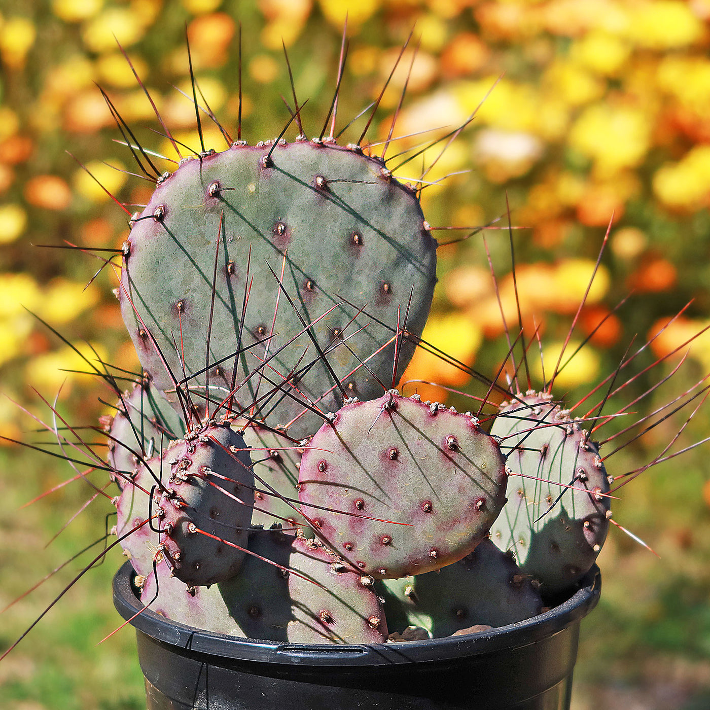 Opuntia 'Amethyst Wave'