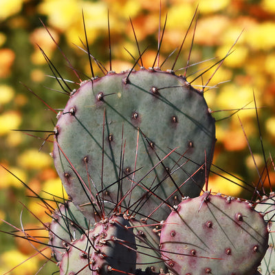 Opuntia 'Amethyst Wave'