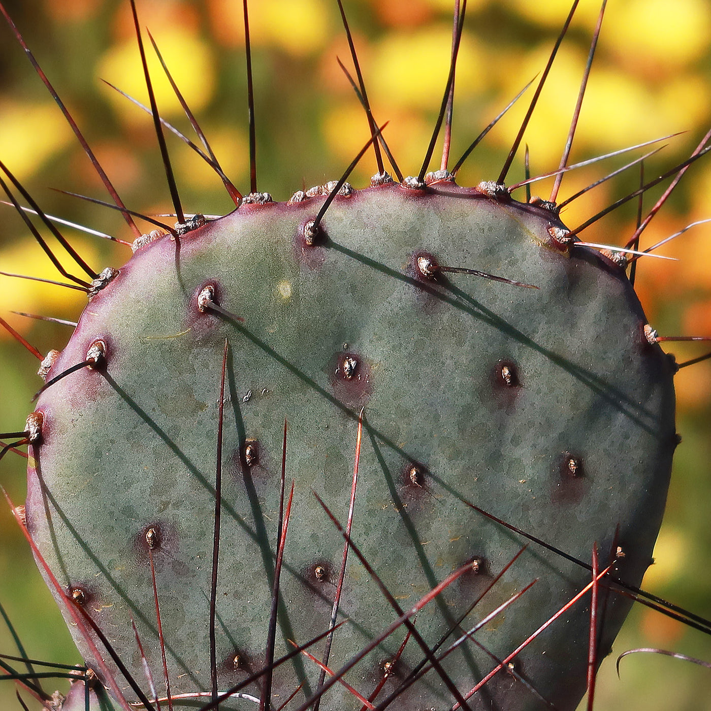 Opuntia 'Amethyst Wave'