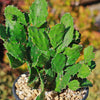 Brazilian Prickly Pear - Opuntia argentiniana