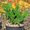 Brazilian Prickly Pear - Opuntia argentiniana