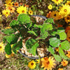 Brazilian Prickly Pear - Opuntia argentiniana