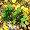 Brazilian Prickly Pear - Opuntia argentiniana