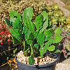 Brazilian Prickly Pear - Opuntia argentiniana