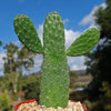 Opuntia Consolea rubescens road kill