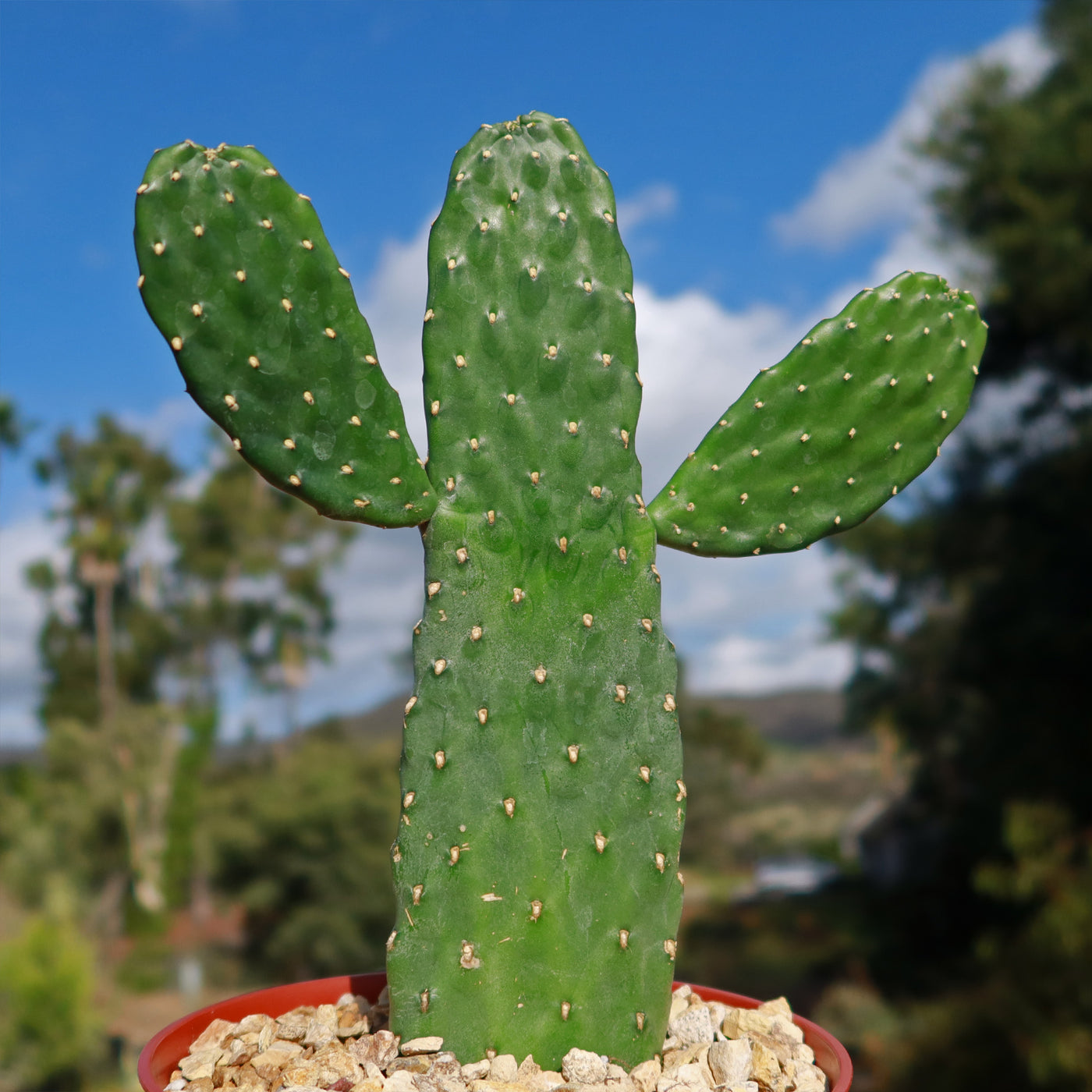 killing prickly pear cactus Opuntia Consolea rubescens road kill – Planet Desert