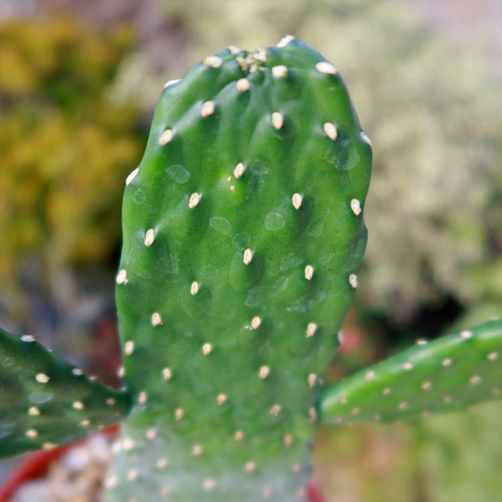 Opuntia Consolea rubescens road kill