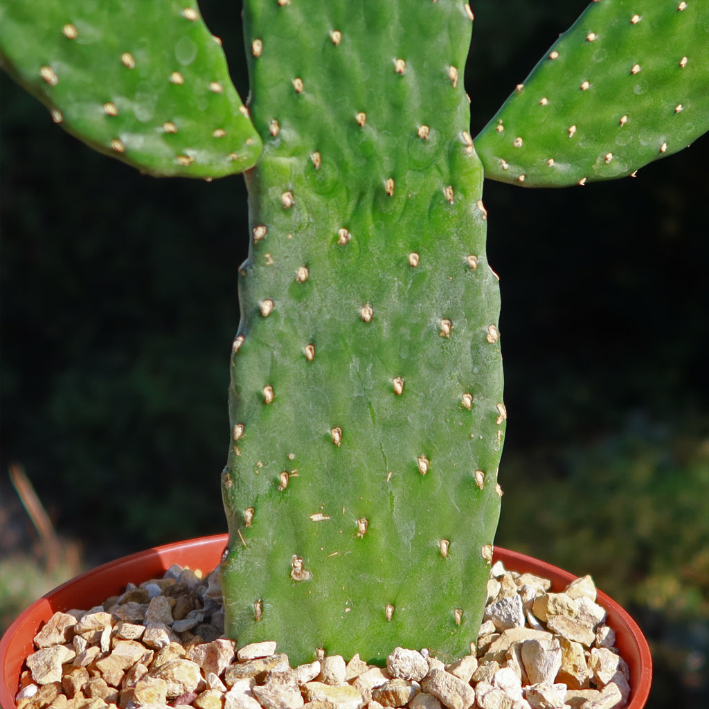 Opuntia Consolea rubescens road kill