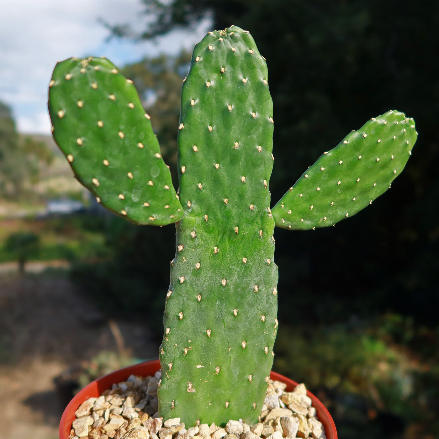 kill prickly pear cactus Opuntia Consolea rubescens road kill