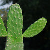 Opuntia Consolea rubescens road kill