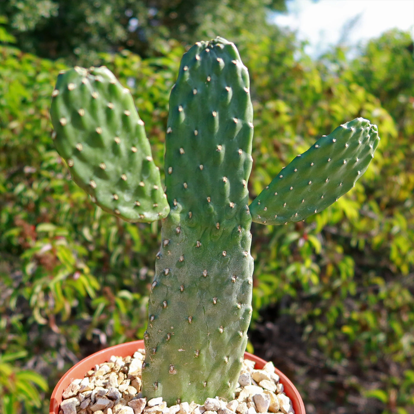 kill prickly pear cactus Opuntia Consolea rubescens road kill – Planet Desert