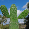 Opuntia Consolea rubescens road kill