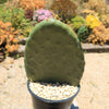 Opuntia ficus indica Edible Nopales