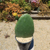 Opuntia ficus indica Edible Nopales