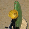 Opuntia ficus indica Edible Nopales