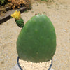 Opuntia ficus indica Edible Nopales