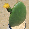 Opuntia ficus indica Edible Nopales