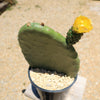 Opuntia ficus indica Edible Nopales