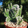 Opuntia hybrid crest roller coaster