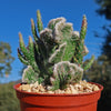 Opuntia hybrid crest roller coaster