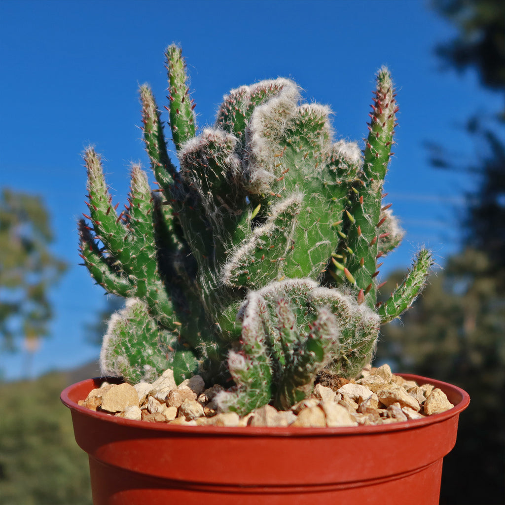 Opuntia hybrid crest roller coaster