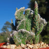 Opuntia hybrid crest roller coaster