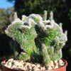 Opuntia hybrid crest roller coaster