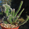 Opuntia hybrid crest roller coaster