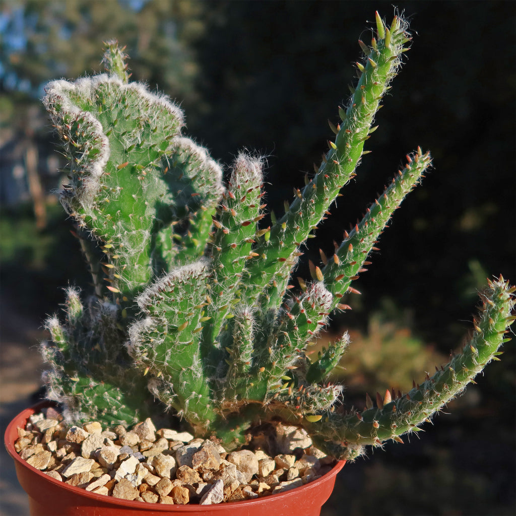 Opuntia hybrid crest roller coaster