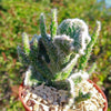 Opuntia hybrid crest roller coaster