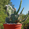 Opuntia hybrid crest roller coaster