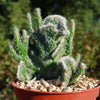 Opuntia hybrid crest roller coaster